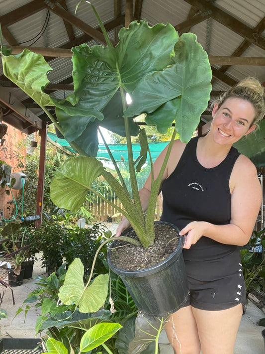Giant Alocasia Stingray
