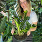 ZZ Plant