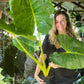 Giant Alocasia Lutea