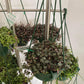 Chain of Hearts Hanging Basket PRE- ORDER