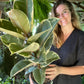 Ficus Tineke