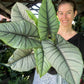 Alocasia Bisma Silver