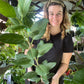 Ficus Audrey