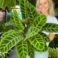 Calathea Zebrina