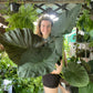 Alocasia Regal Shield Large