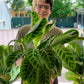 Calathea Zebrina