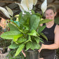 Giant Flowering Peace Lily