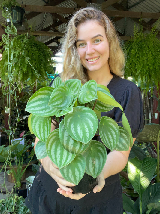 Watermelon Peperomia