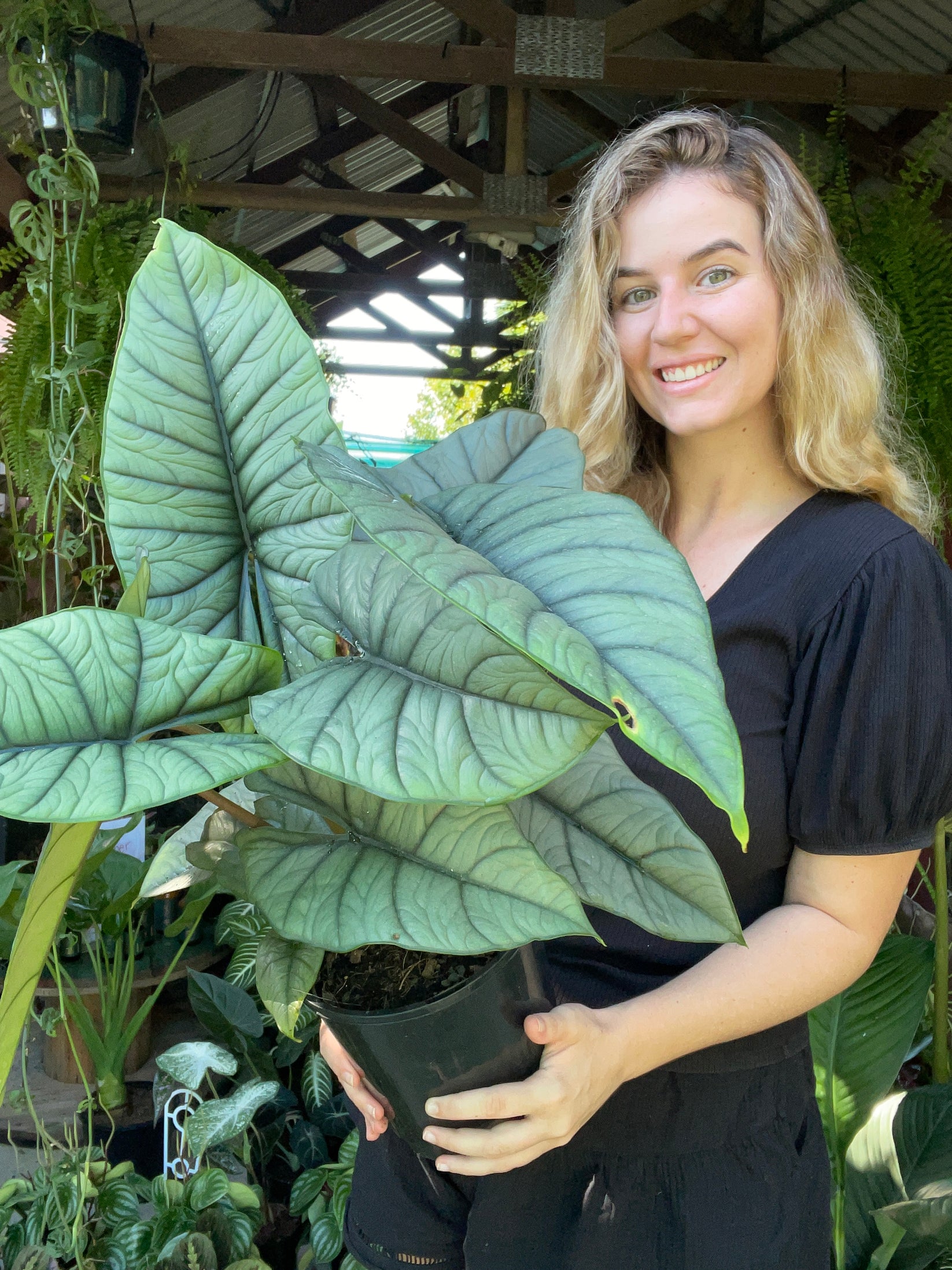 Alocasia Bisma Silver – The Jungle Plant Co