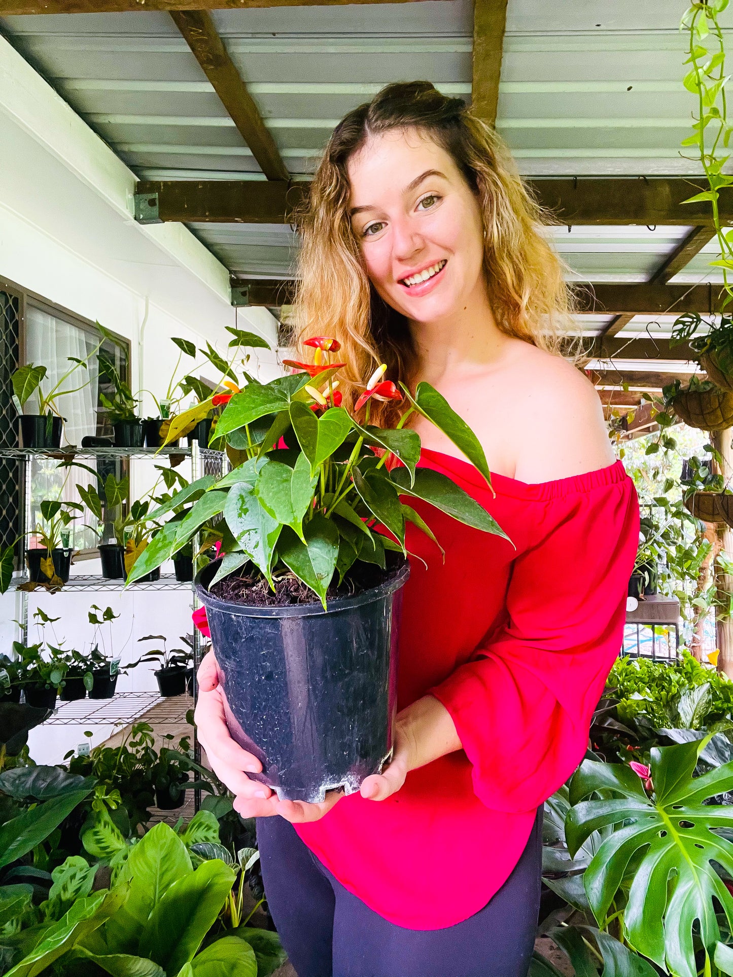 Anthurium Small Talk Red