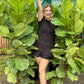 Giant Fiddle Leaf Fig
