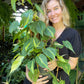Philodendron Brasil Totems