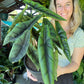 Alocasia Venusta