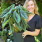 Alocasia Venusta