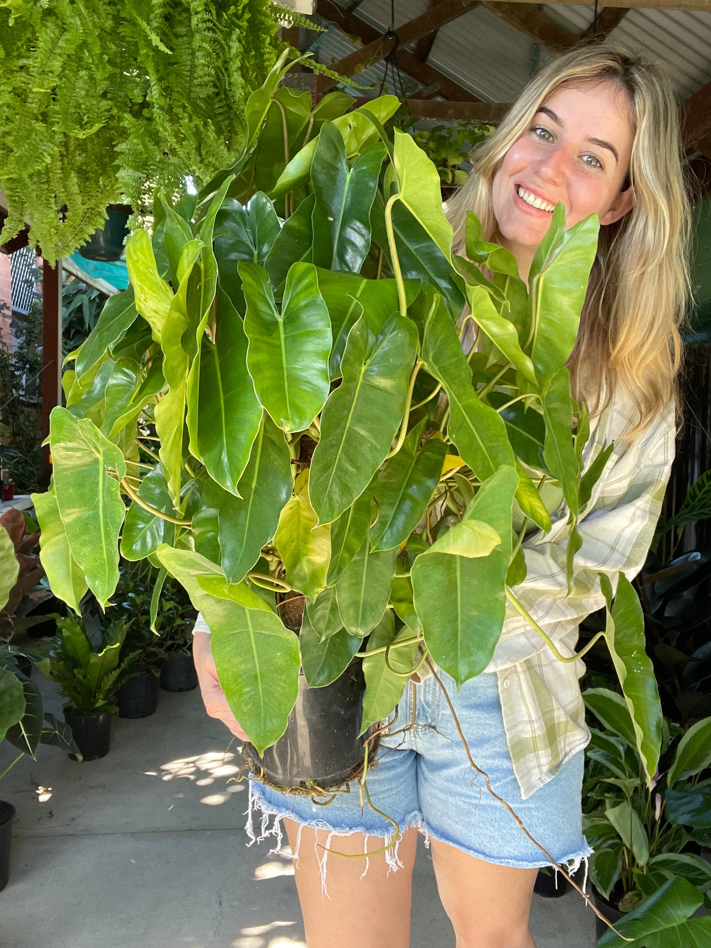 Philodendron Imperial Burle Marx