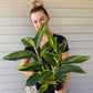 Variegated Shell Ginger