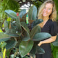 Burgundy Rubber Tree