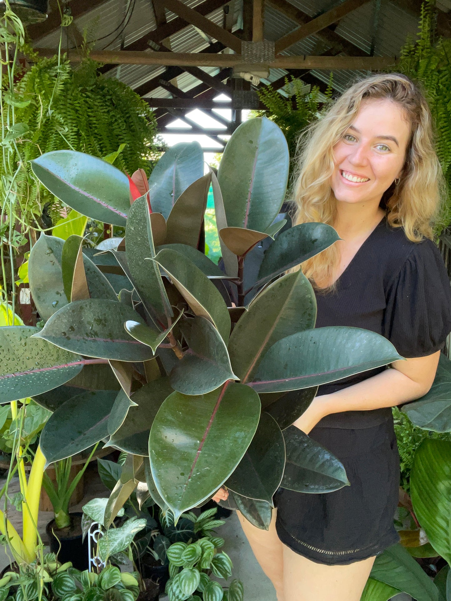 Burgundy Rubber Tree