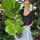 Fiddle Leaf Fig