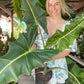 Alocasia Sarian (Large)