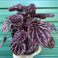 Peperomia Red Beauty