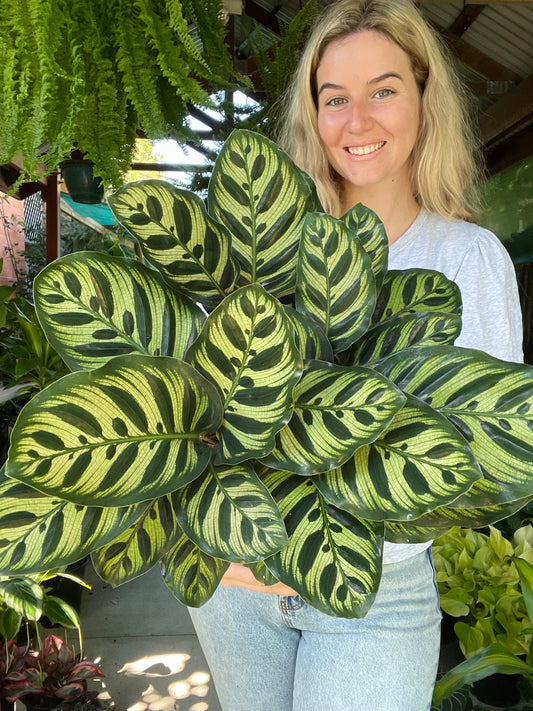 Calathea Makoyana