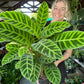 Calathea Zebrina
