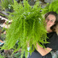 Boston Fern Hanger - Mature