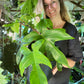 Philodendron Florida