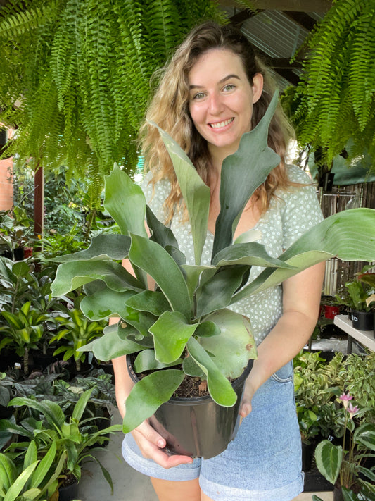 Elkhorn Ferns