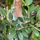 Large Ficus Audrey