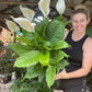 Giant Flowering Peace Lily