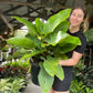 Philodendron Imperial Green PRE-ORDER