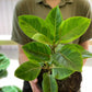 Ficus Yellow Gem
