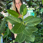 Ficus Audrey