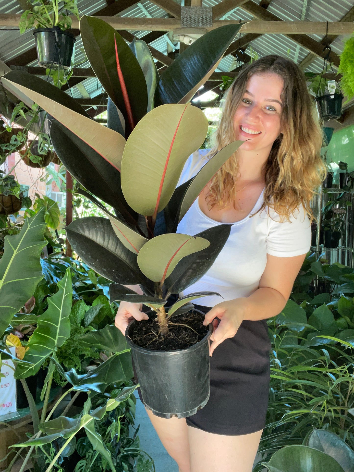 Burgundy Rubber Tree