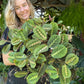 Red Vein Maranta