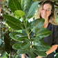 Ficus Audrey
