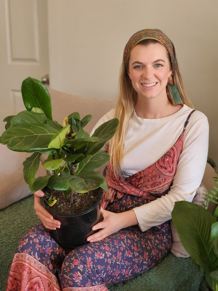 Fiddle Leaf Fig