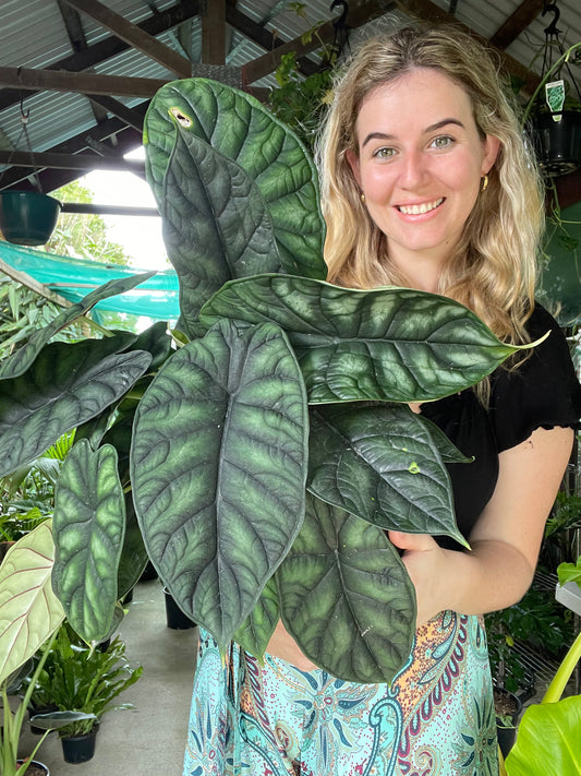 Alocasia Dragon Scale
