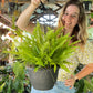 Boston Fern Hanging Plant