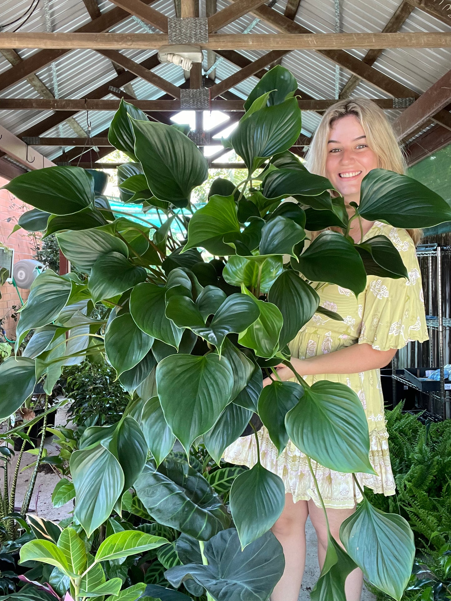 Giant Homalomena Emerald Gem