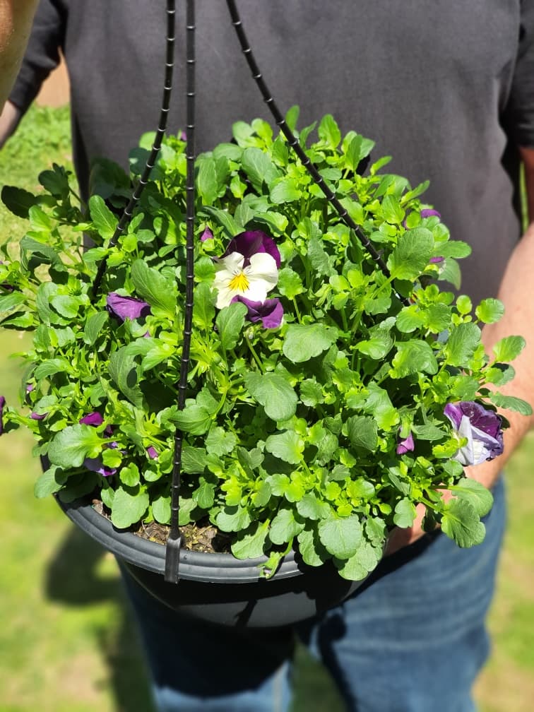Spreading Pansy Violet Wings Hanging Basket