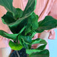 Bambino Fiddle Leaf Fig 180mm
