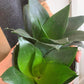 Sanseveria Hahnii Jade 175mm