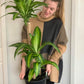 Happy Plant 250mm