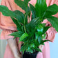 Peace Lily 140mm